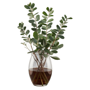 Eucalyptus in Vase PNG lqh77 PNG