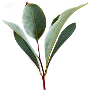 Eucalyptus Leaf PNG 17 PNG