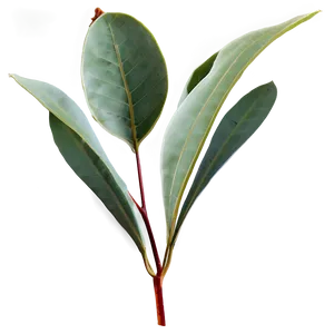 Eucalyptus Leaf Png 17 PNG Image