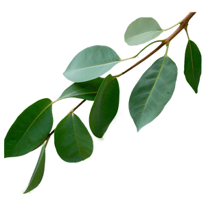 Eucalyptus Leaf PNG ogs PNG