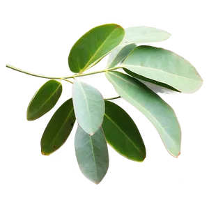 Eucalyptus Leaves A PNG Image