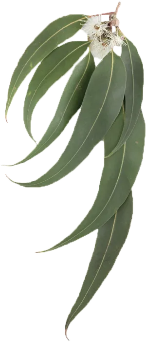 Eucalyptus Leaves Branch Flowers PNG Image