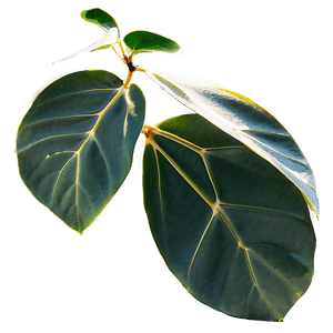 Eucalyptus Leaves in Sunlight PNG 05242024 PNG