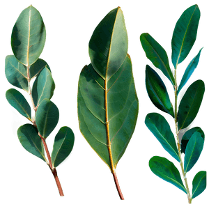 Eucalyptus Leaves in Sunlight PNG 14 PNG