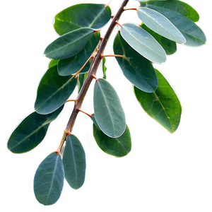 Eucalyptus Leaves in Sunlight PNG 7 PNG