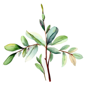 Eucalyptus Sprig Watercolor Png Chn38 PNG Image