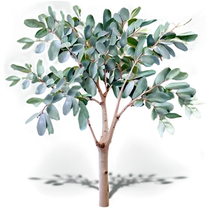 Eucalyptus Tree Leaves Png Jrb PNG Image