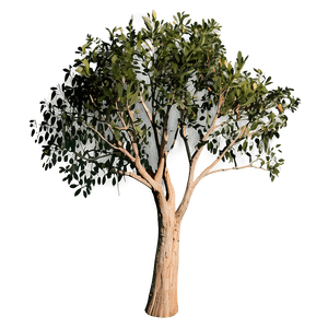 Eucalyptus Tree Silhouette PNG dmu PNG