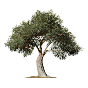 Eucalyptus Tree Silhouette PNG enp64 PNG