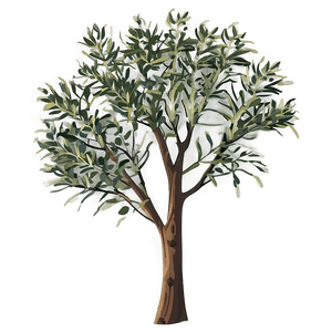 Eucalyptus Tree Silhouette PNG plf21 PNG