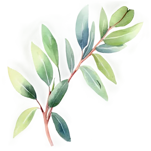 Eucalyptus Watercolor D PNG Image