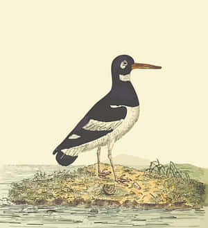 Eurasian Oystercatcher Illustration PNG image with transparent background