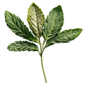 European Herb PNG hli56 PNG with transparent background