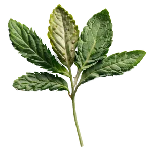 European Herb Png Hli56 PNG Image