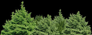 Forest Green Tree Png Clip Art Image - Transparent Background Forest Png, Png Download PNG image with transparent background