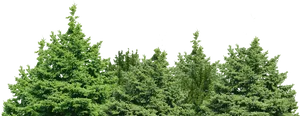 Evergreen Treetops Against Night Sky PNG Image