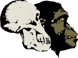 Evolutionary Transition Skull Art PNG Image