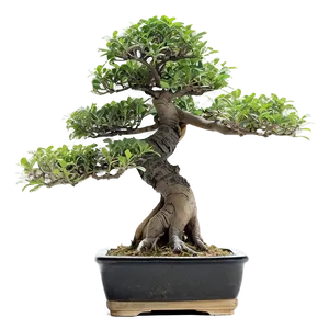 Exotic Bonsai Tree Png Nrx67 PNG Image