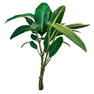 Exotic Herb PNG gal37 PNG with transparent background