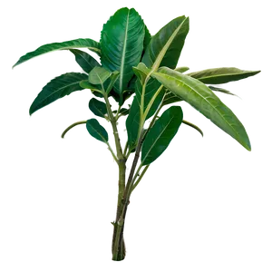 Exotic Herb Png Gal37 PNG Image