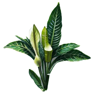 Exotic Herb Png Oyv PNG Image