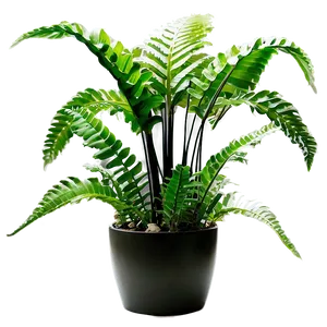 Exotic Indoor Ferns Png Cuj PNG Image