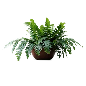 Exotic Indoor Ferns Png Hou79 PNG Image