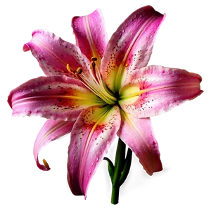 Exotic Lily Flower Png Cgx PNG Image