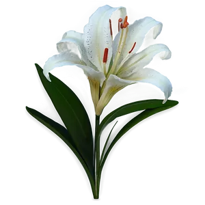 Exotic Lily Flower Png Dgj44 PNG Image