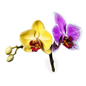 Exotic Orchid PNG 13 PNG image with transparent background