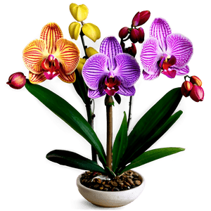 Exotic Orchid PNG 30 PNG image with transparent background