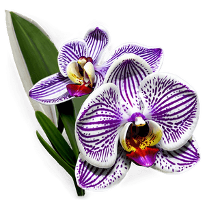 Exotic Orchid PNG 84 PNG image with transparent background