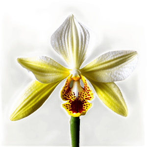Exotic Orchid PNG ayv92 PNG image with transparent background