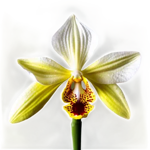 Exotic Orchid Png Ayv92 PNG Image