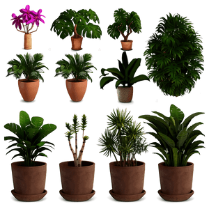 Exotic Potted Plants Collection PNG 06122024 PNG