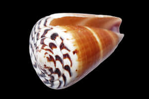 Exotic Seashellon Black Background.jpg PNG image with transparent background