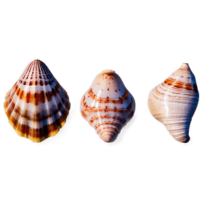 Exotic Seashells Set PNG dfa6 PNG