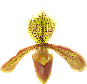 #paphiopedilum #idaleciosantos #orchid #orchids #orchideas,, HD Png Download PNG image with transparent background