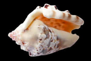 Exquisite Sea Shellon Black PNG image with transparent background