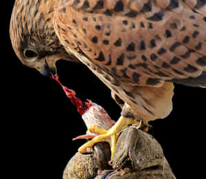 Falcon Feedingon Prey PNG image with transparent background