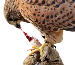 Falcon Feedingon Prey PNG Image