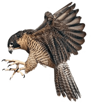 Falcon Png Image Background - Peregrine Falcon Claws Out, Transparent Png PNG image with transparent background