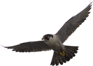 Falcon Png Images Free Download - Peregrine Falcon Transparent Background, Png Download PNG image with transparent background