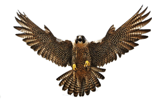 Falcon With Spread Wings, HD Png Download PNG image with transparent background