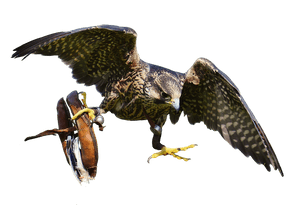 Falconin Flightwith Gloves PNG image with transparent background