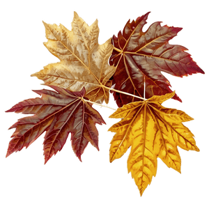 Fall Foliage PNG ele PNG image with transparent background