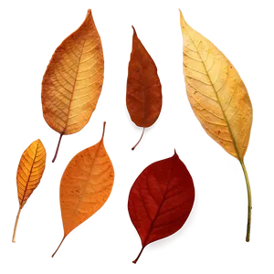 Fallen Leaves B PNG Image