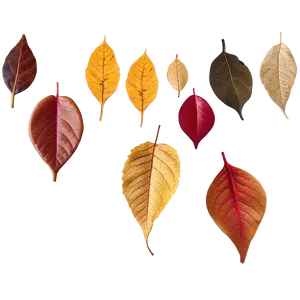 Fallen Leaves Underfoot Png 55 PNG Image