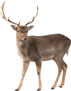 Elk Png Free Image Download - Elk Png, Transparent Png PNG image with transparent background
