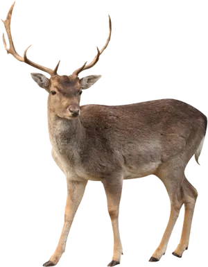 Fallow Deer Standing Transparent Background.png PNG Image